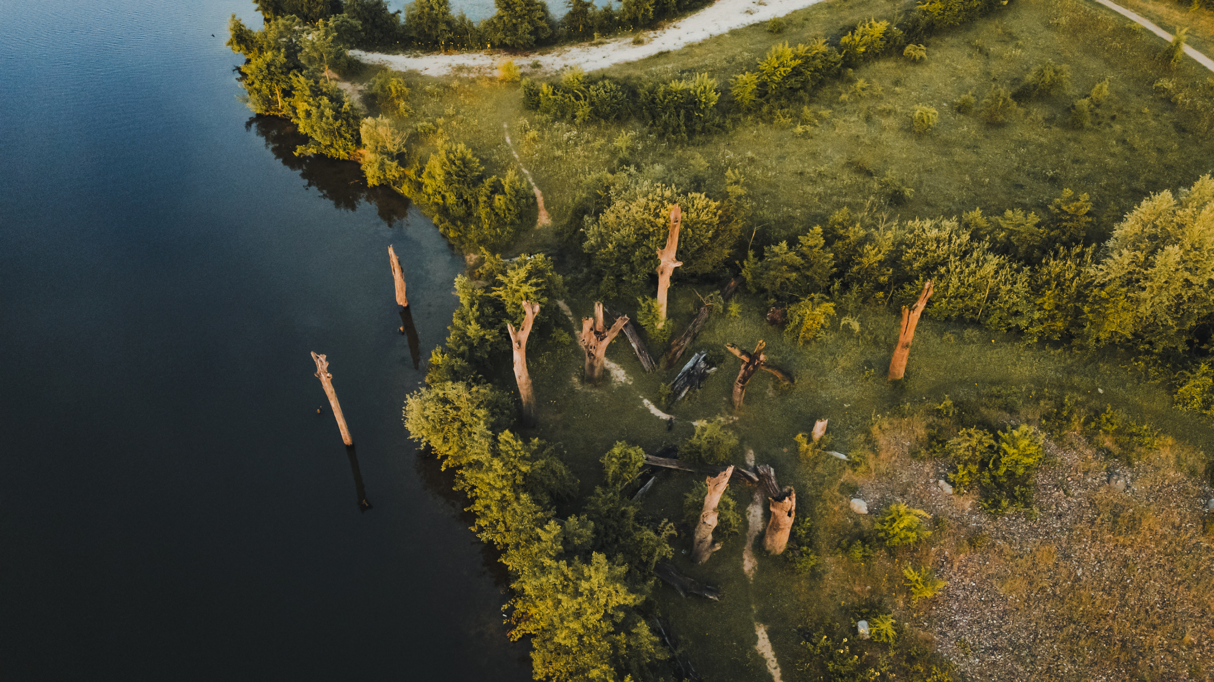 Luchtfoto van een grasrijk natuurgebied met verspreid staande dode boomstammen, zowel op het land als in het water. Een kronkelend pad loopt langs het bosrijke gebied, en de bomen werpen lange schaduwen in het zachte ochtendlicht.