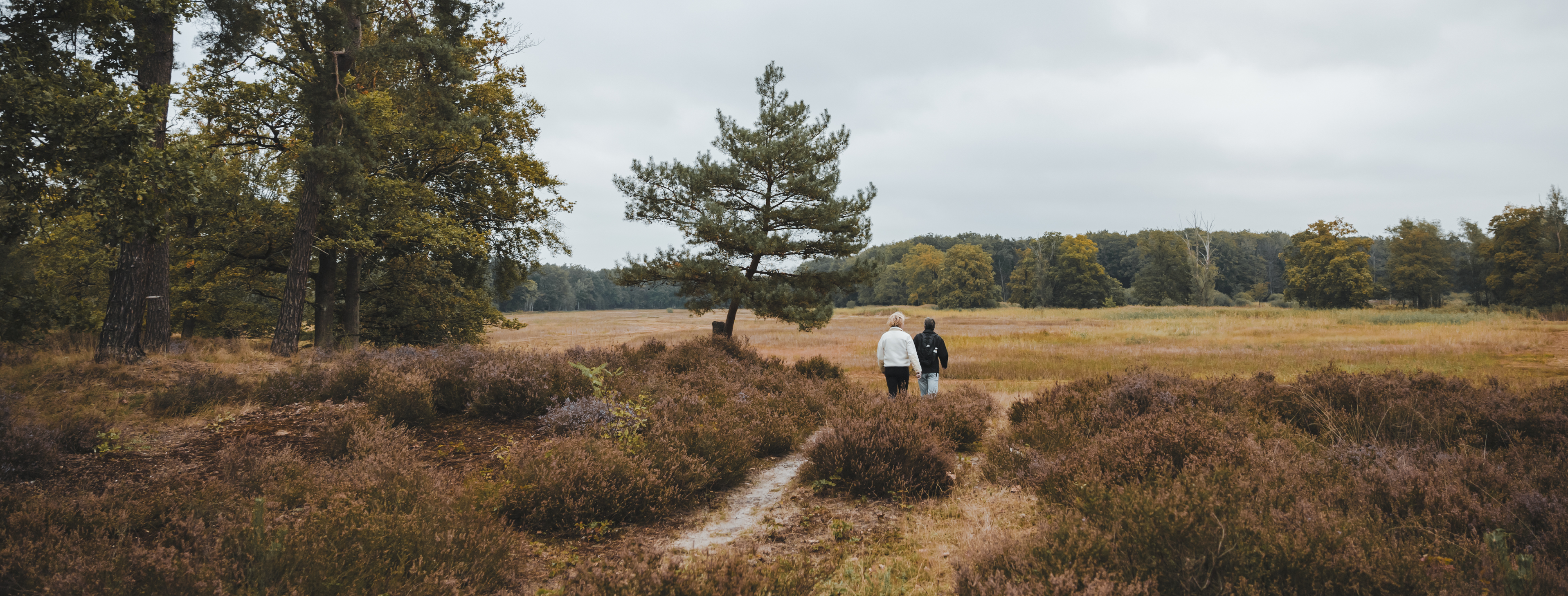 Twee mensen wandelen door het Weerterbos in Hart van Limburg tussen herfstkleuren en heidevelden.