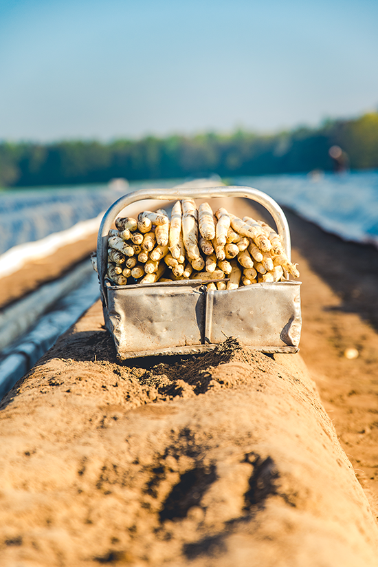 een bak met verse asperges op het land